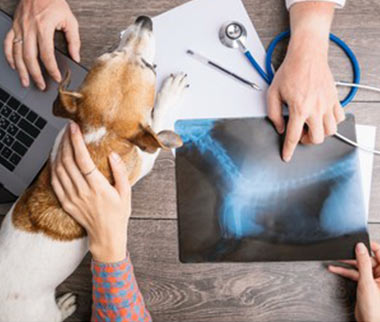 vetcenter veteriner röntgen taksim istanbul