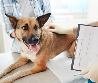 vetcenter veteriner teşhis tahlil taksim istanbul